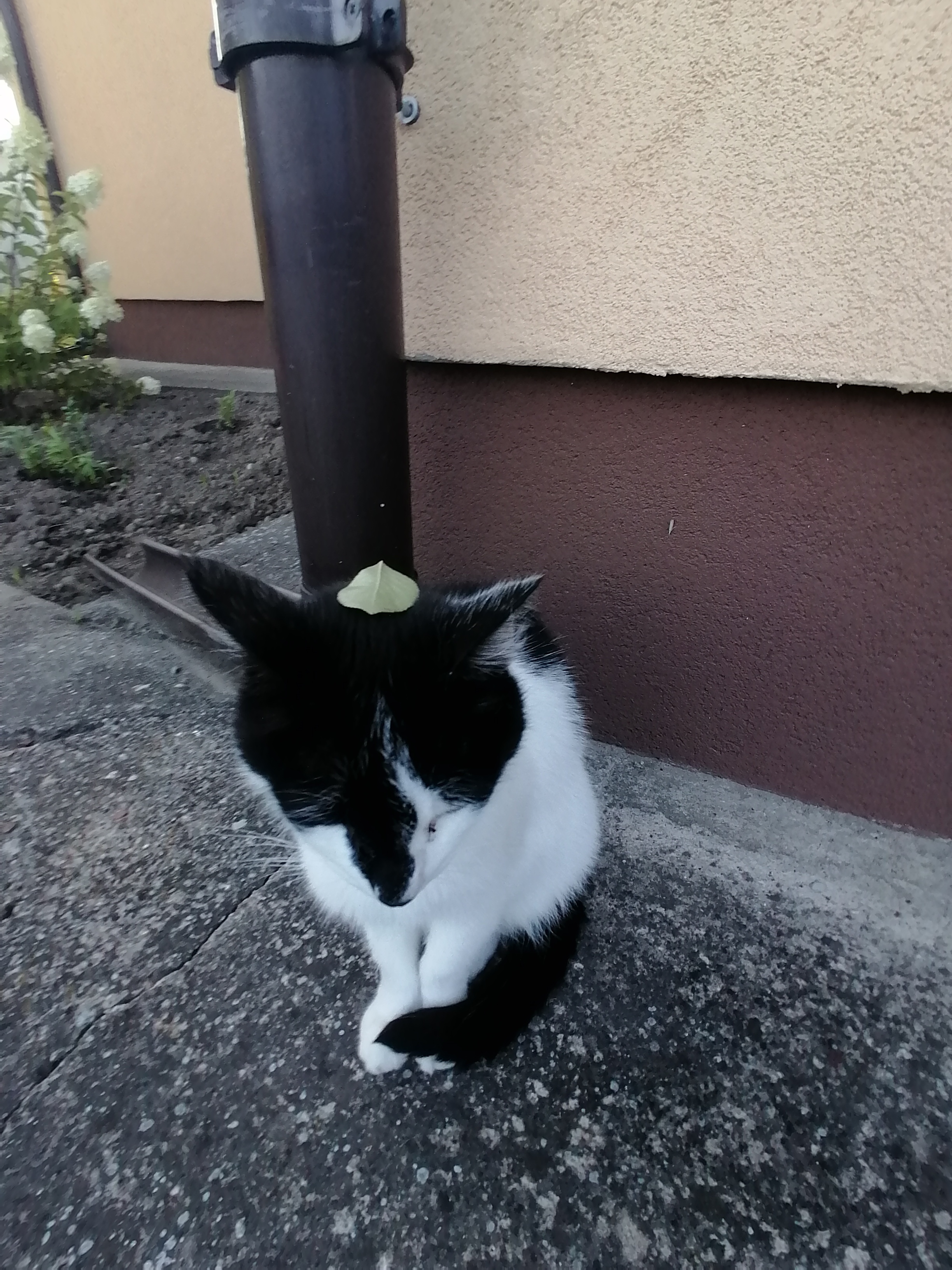 Jade - AI Chatbot | NsfwGPT.AI