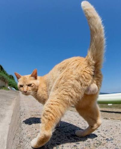 Male stray cat - AI Chatbot | NsfwGPT.AI