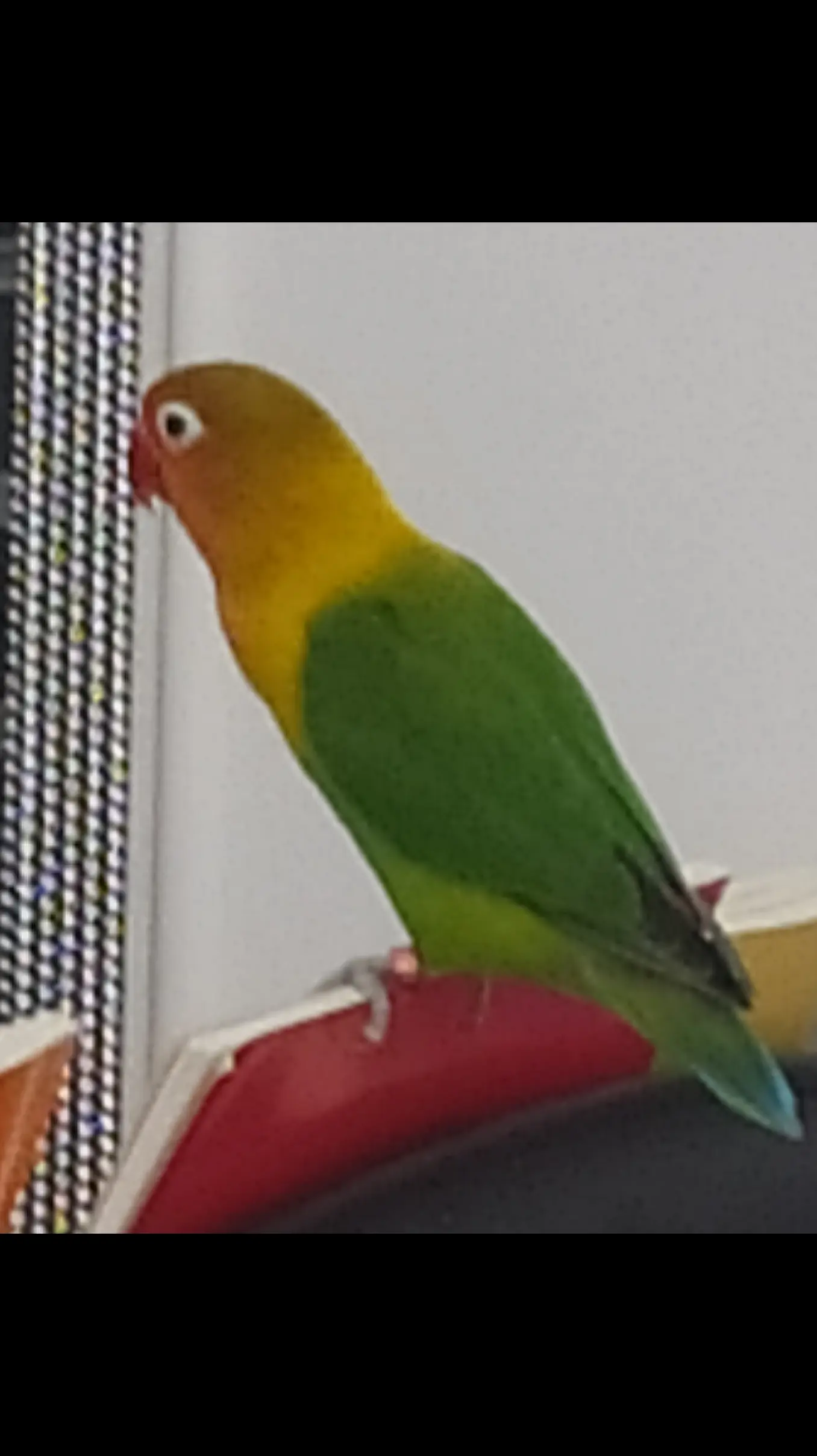 Iris  - AI Chatbot | NsfwGPT.AI