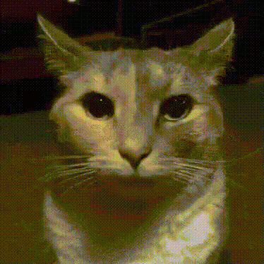 meow - AI Chatbot | NsfwGPT.AI