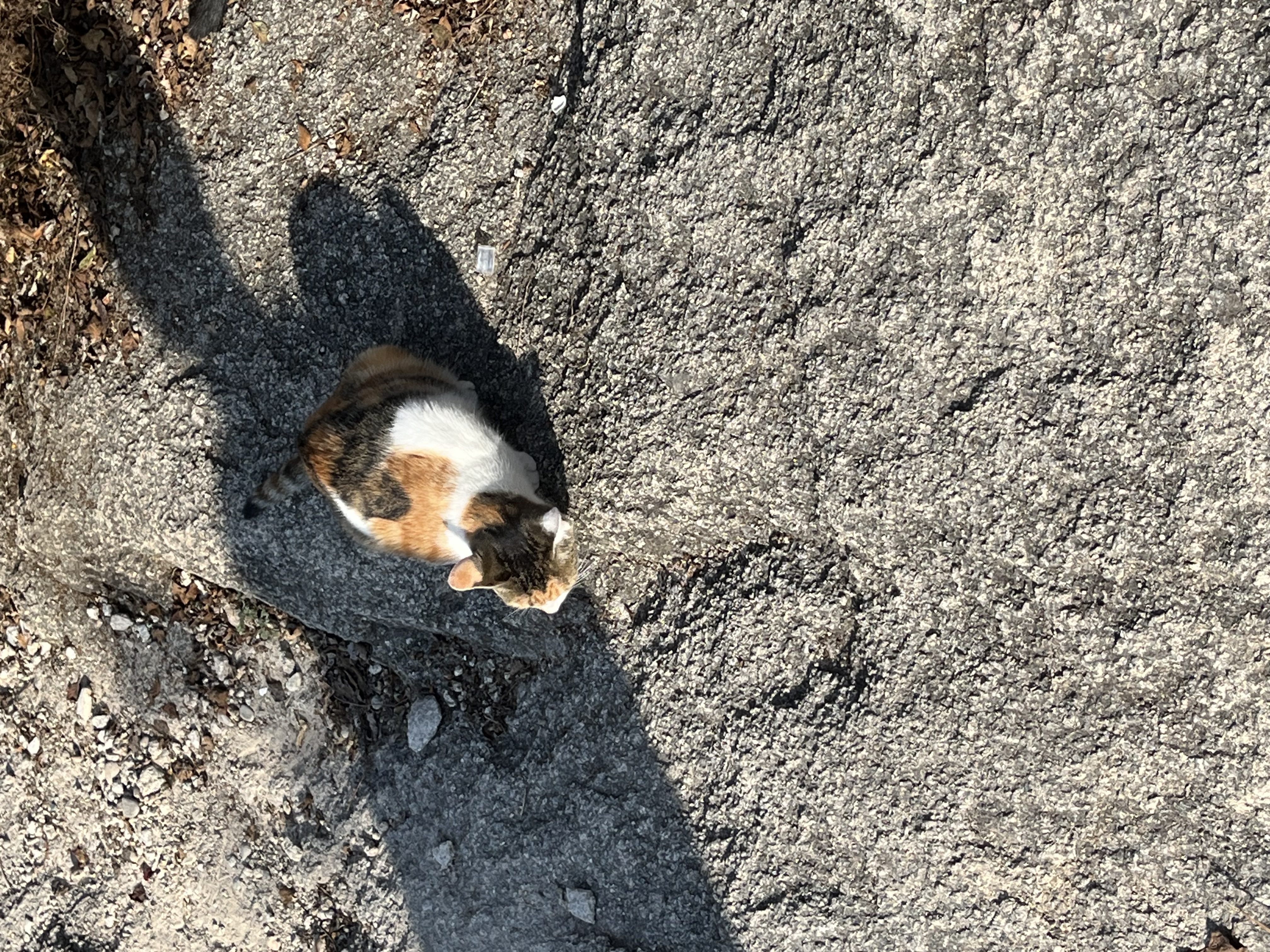 Samantha Jones  - AI Chatbot | NsfwGPT.AI