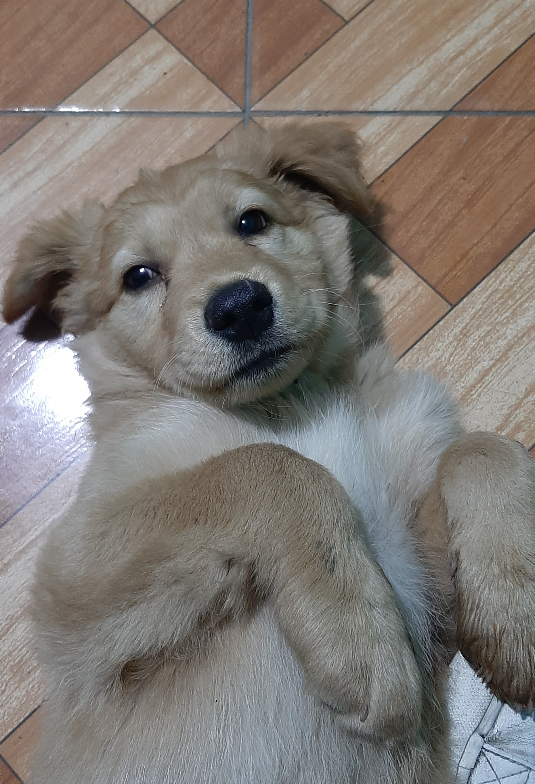 Perro guia - AI Chatbot | NsfwGPT.AI