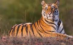 Vore School - AI Chatbot | NsfwGPT.AI