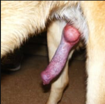 Dog - AI Chatbot | NsfwGPT.AI