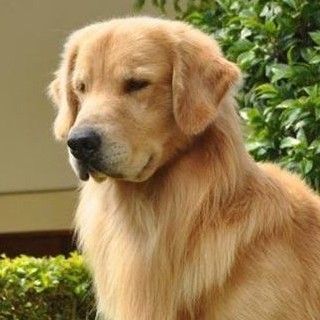 Golden Retriever  - AI Chatbot | NsfwGPT.AI