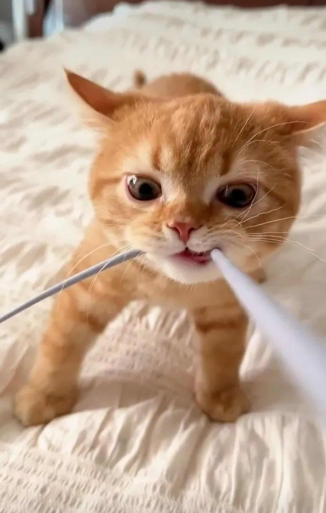 Fia - AI Chatbot | NsfwGPT.AI