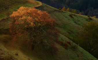 Isha - AI Chatbot | NsfwGPT.AI