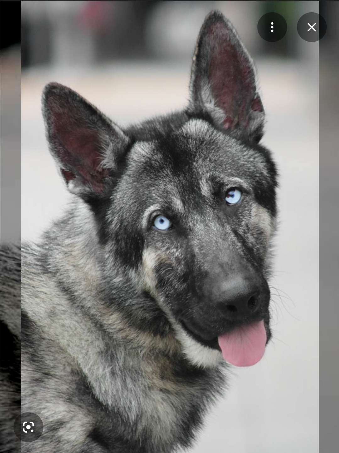 Sarge - AI Chatbot | NsfwGPT.AI